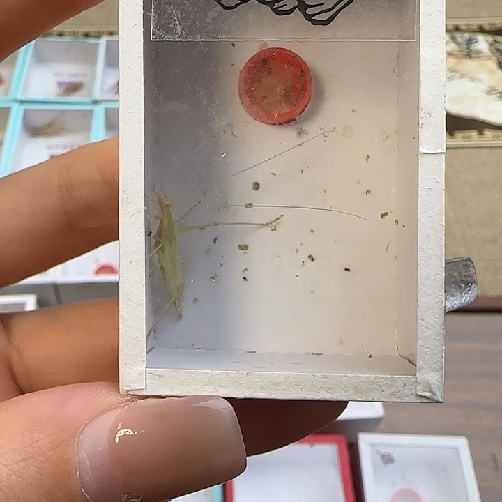 鸣虫虫具一个包邮