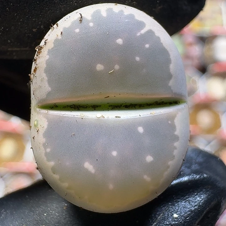 生石花111111。  150