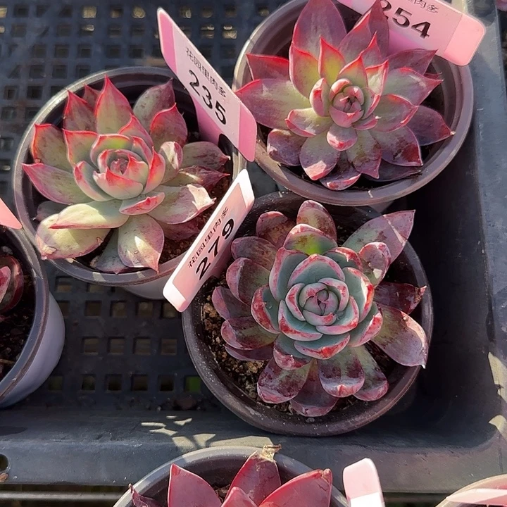 农***茄235,254,279 惊鸿仙子多肉7-9cm