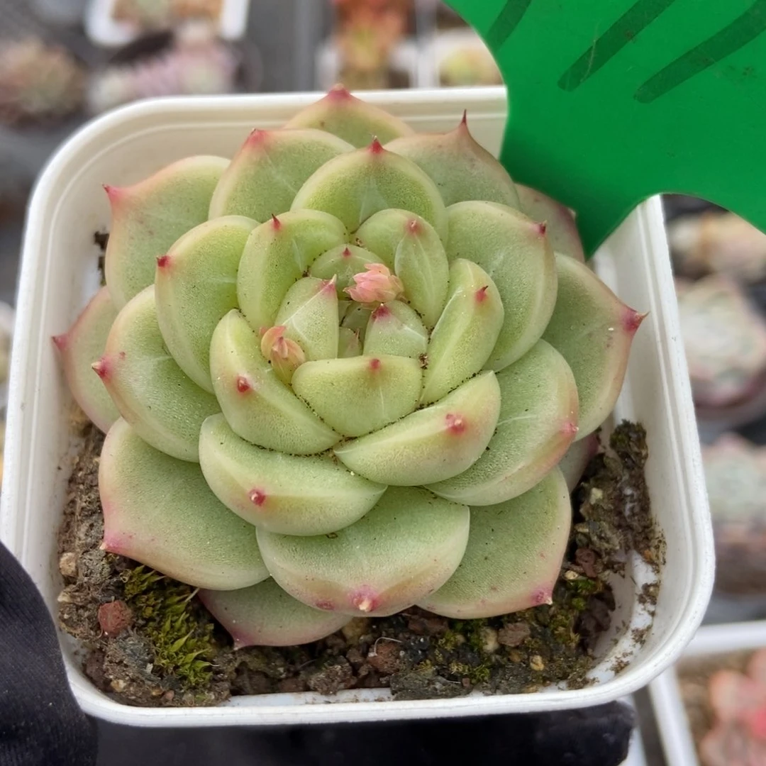 971绿钻珍妮多肉植物