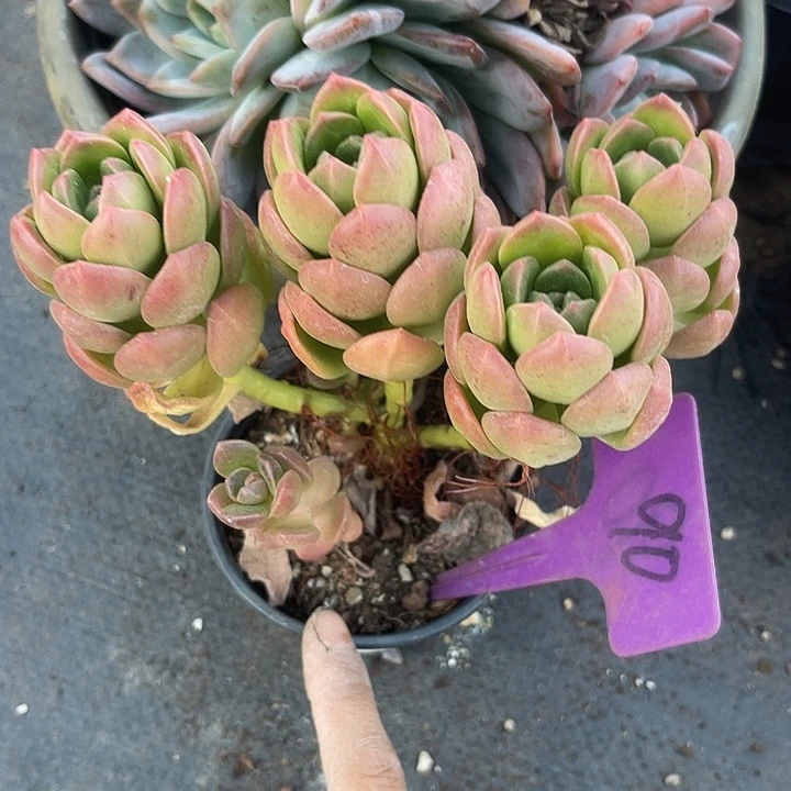 两单包邮，一物一拍90阳光葡萄