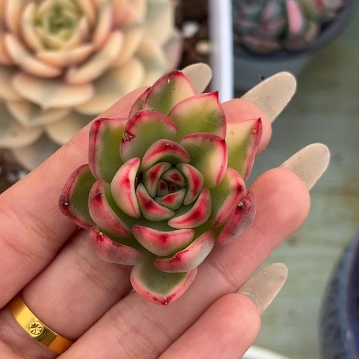 骑兵锦头盖一颗价格