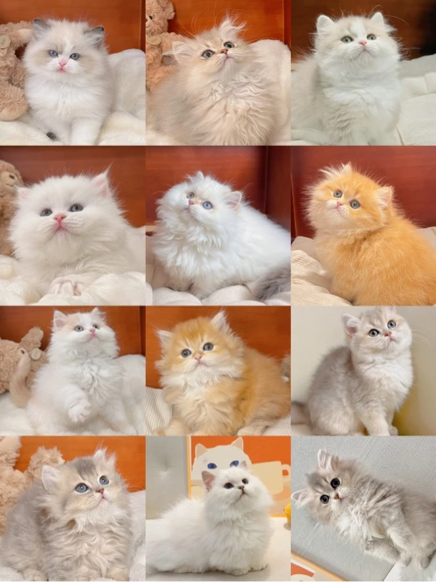 蓝金渐层紫金渐层猫舍