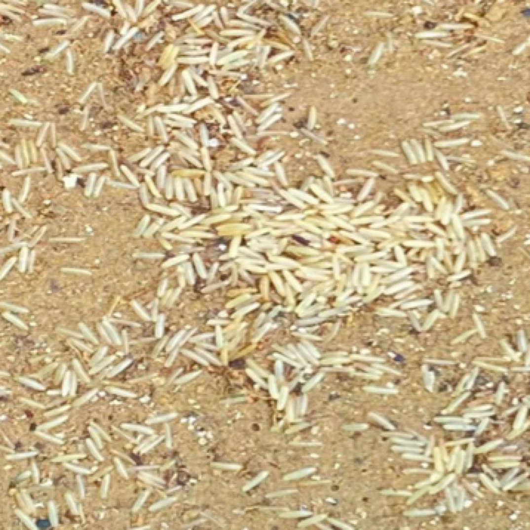 高级精品仿秋蟋蟀大翅虫卵