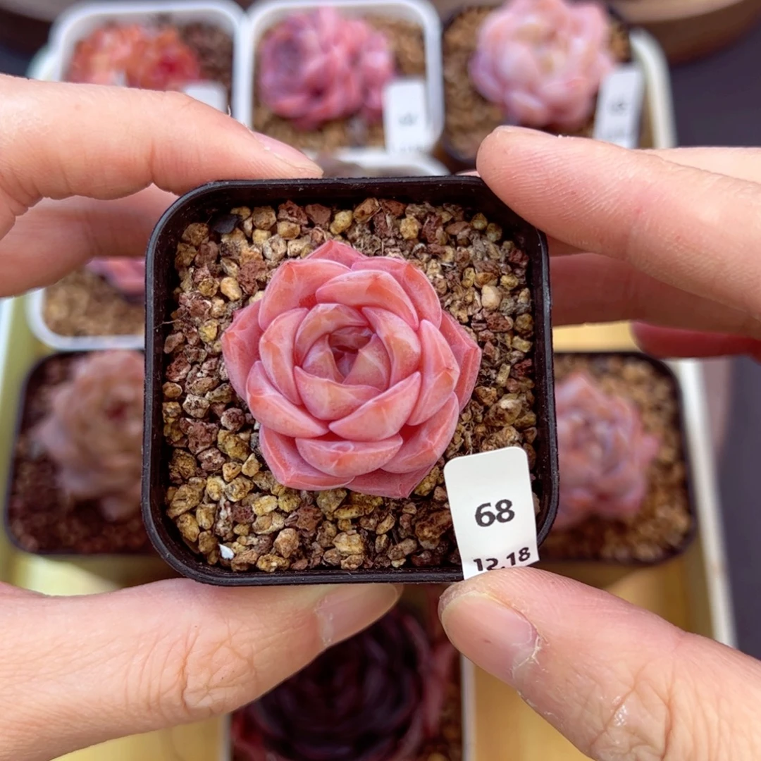 好好看68、哈哈哈哈