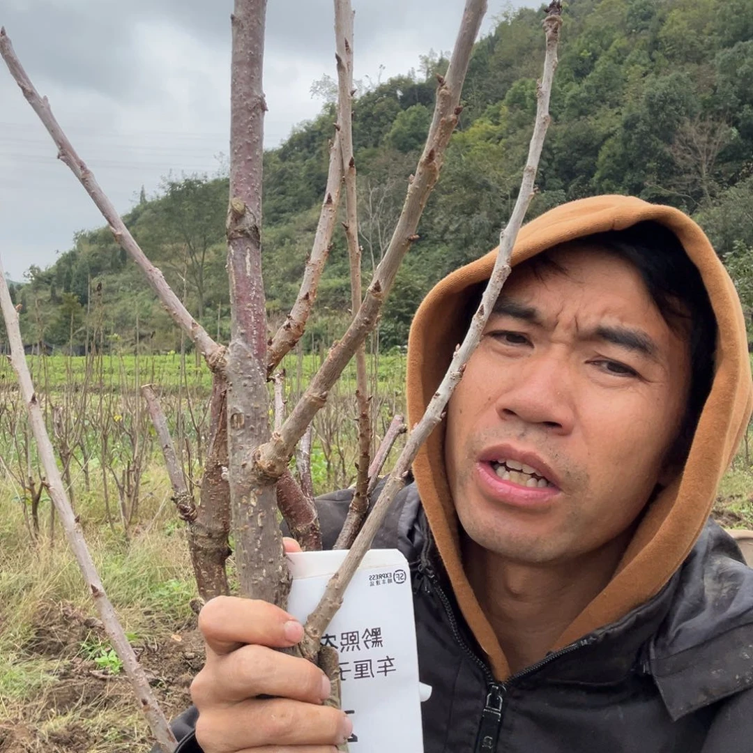 当前无花栽培后可以开花20不包活