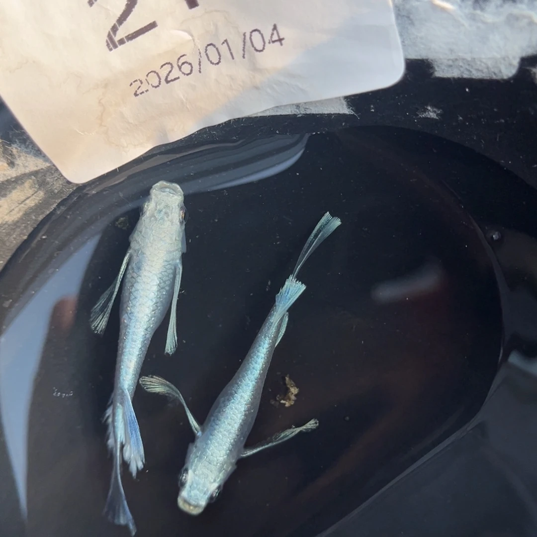 青鳉鱼215天使之翼一对