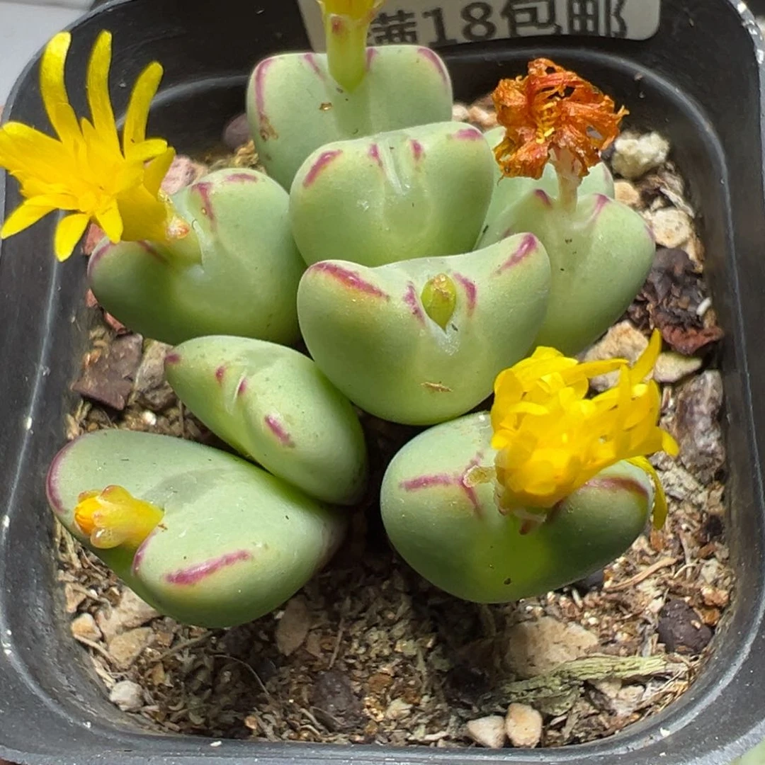 【闪购商品】 256。