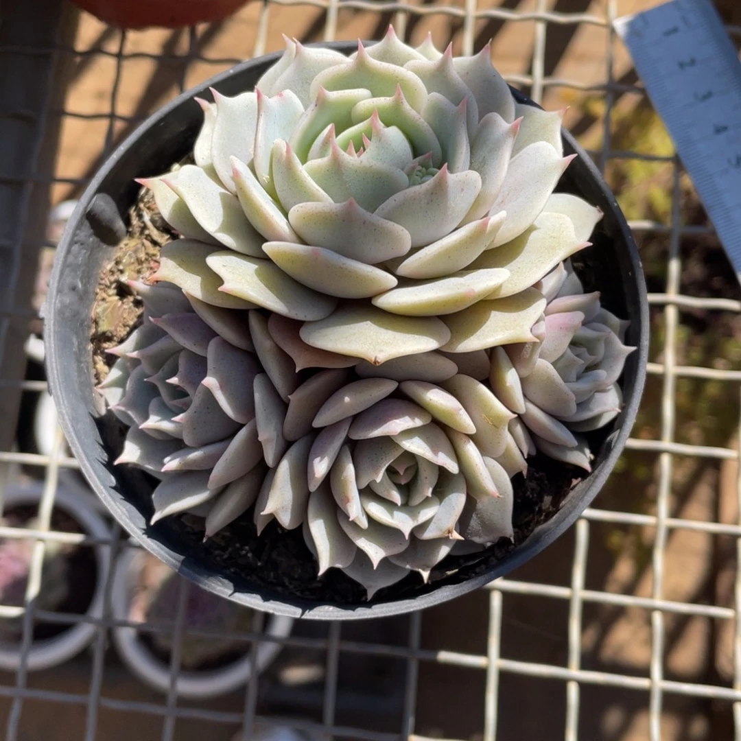 露娜莲冠幅9 公分一物一拍