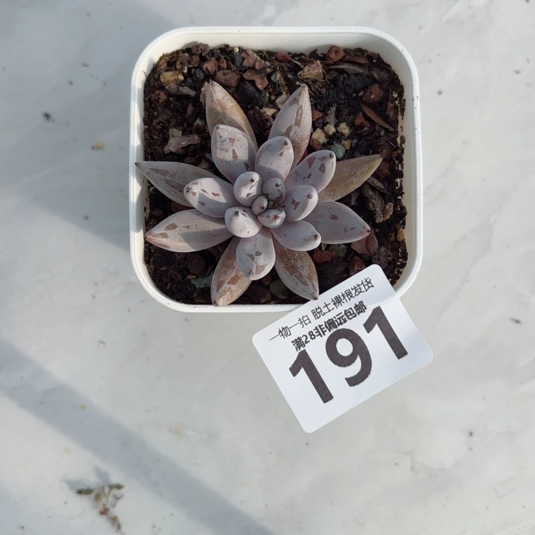 魔爪单头无盆土发货