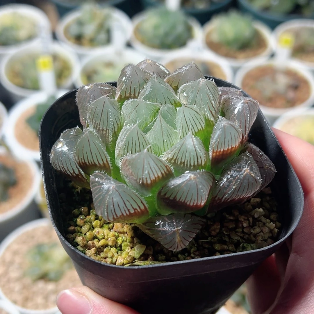 实生玉露多肉植物