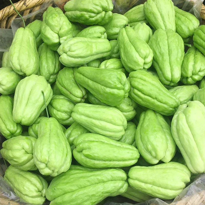 云南新鲜佛手瓜3斤/5斤/9斤现采现摘现发产地直发