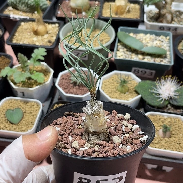 852产地GB豹纹弹簧草