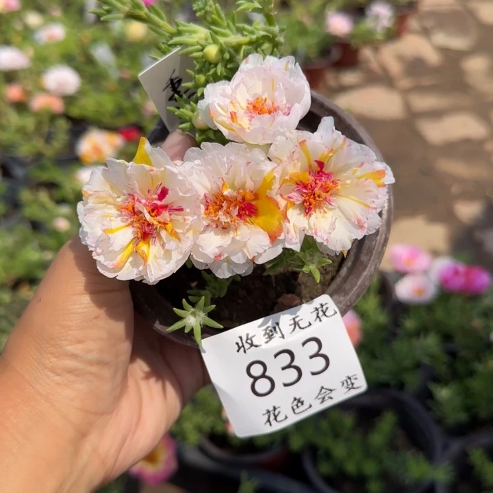 全部花朵833重风月超小苗盆口10cm