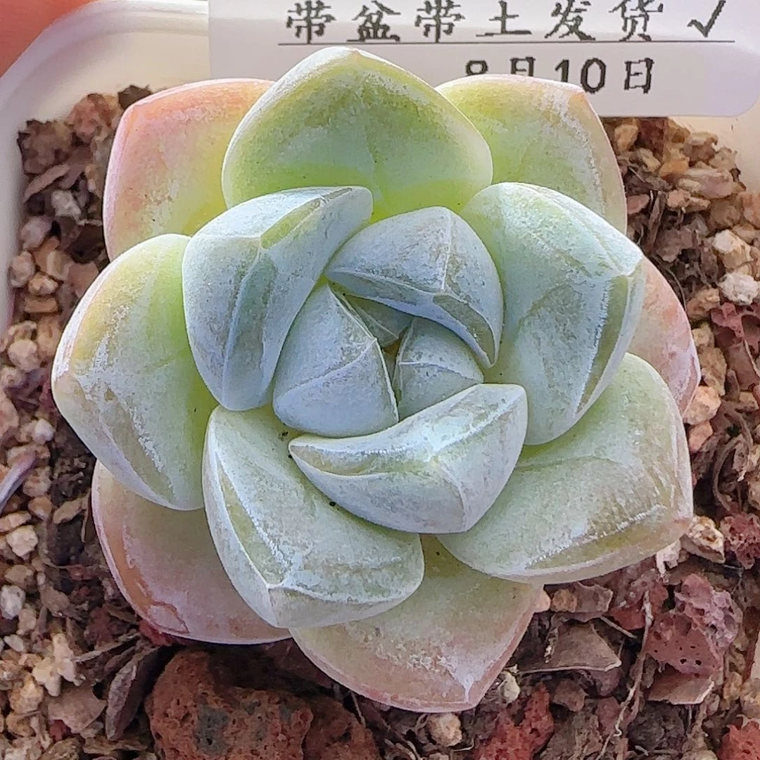 多肉0810-14冰玉冰玉