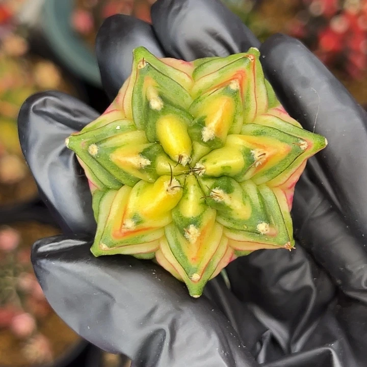 粉色格子 一物一拍。