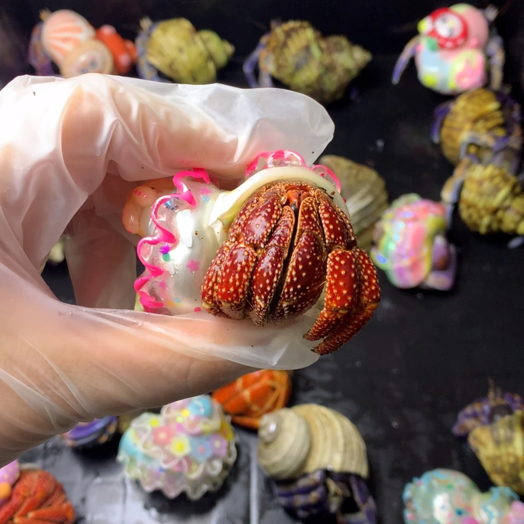 拍梅吧不拍没人看啦