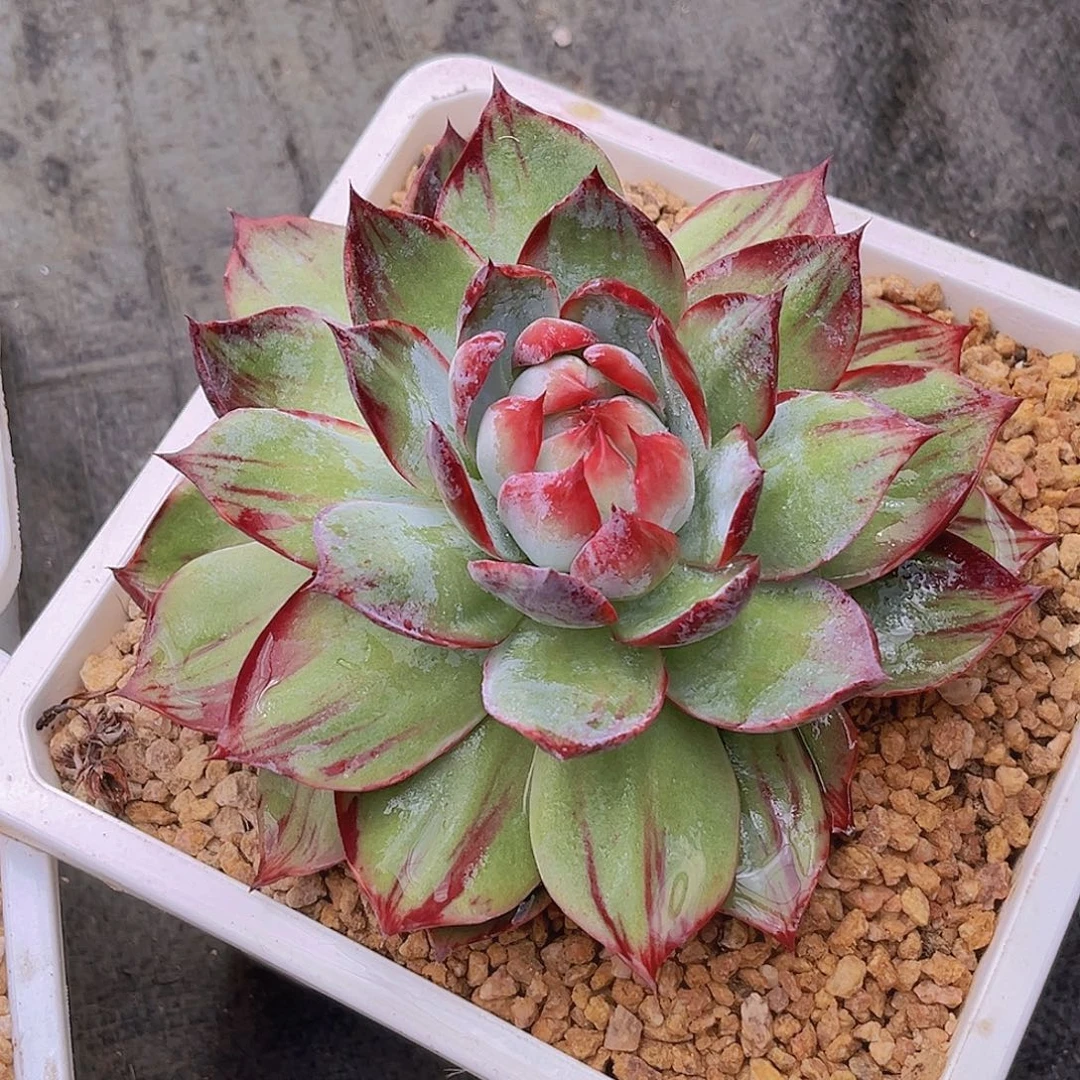 小菊99999999999888999