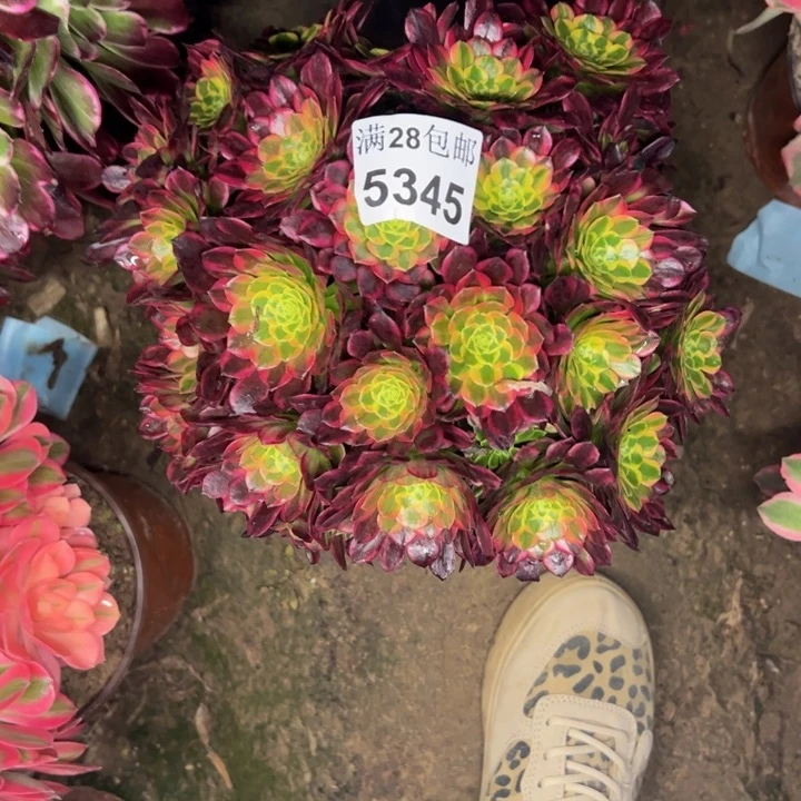 5345朝霞多肉植物