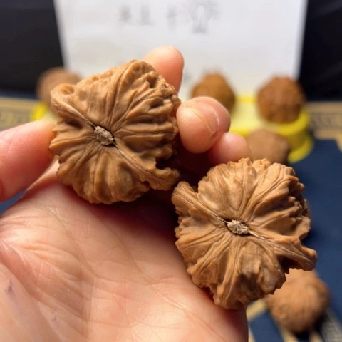 42尺白狮子喜欢您就拍
