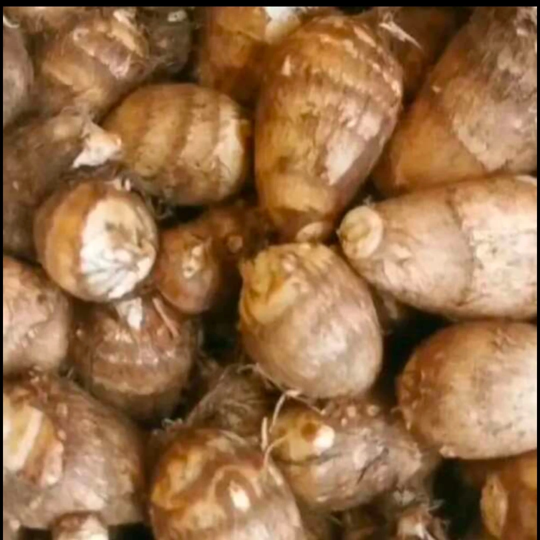 云南牛奶小芋头新鲜蔬菜小香芋槟榔芋芋艿农家自种红芽