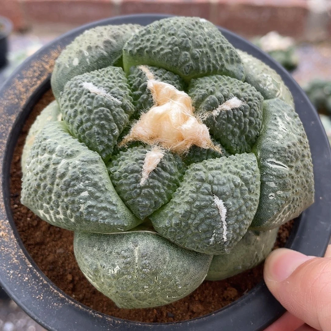 实生连山哥福利福利