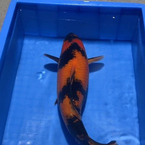 海水鱼赤木芒果非血