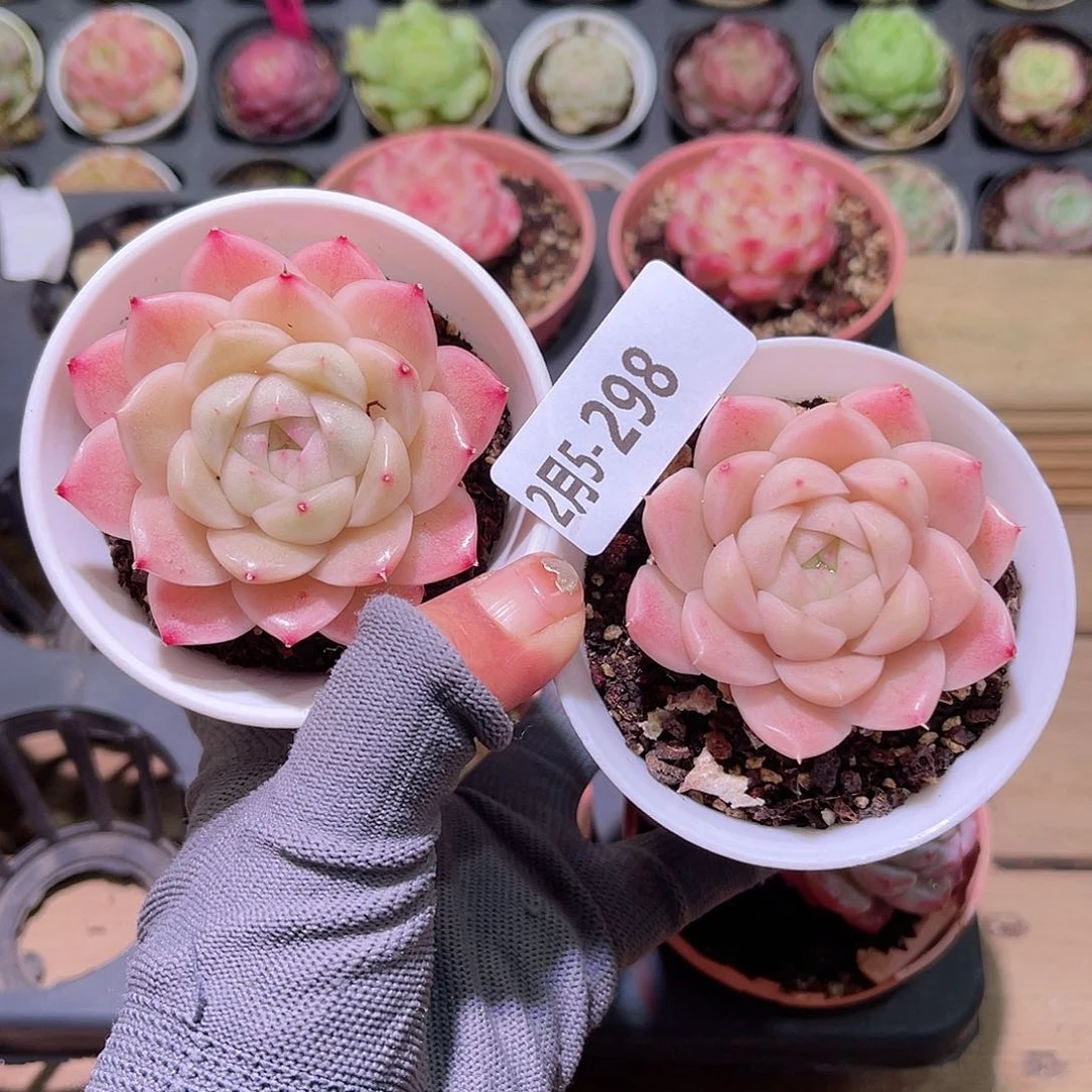 花05-298麦秆单头2颗