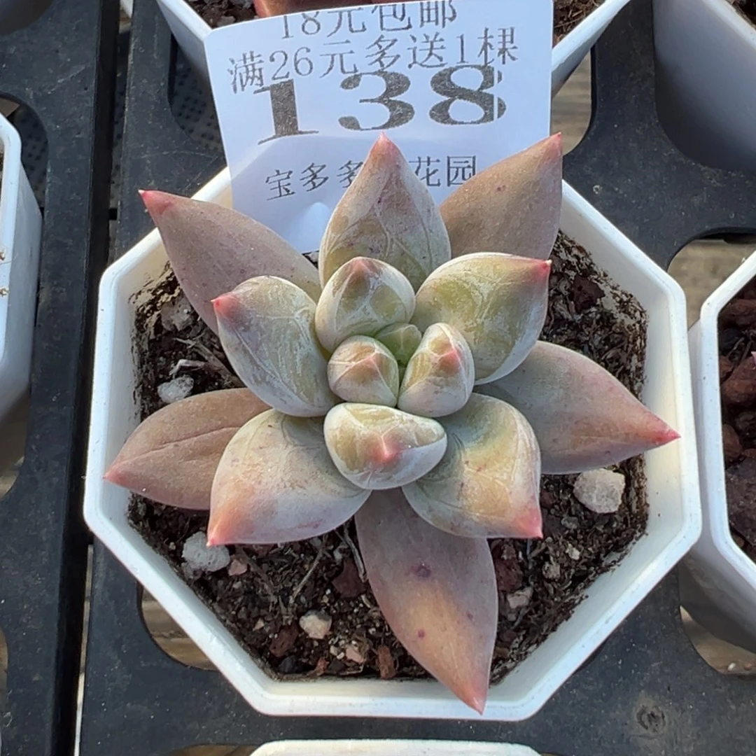 138号重楼美人一物一拍满18包邮