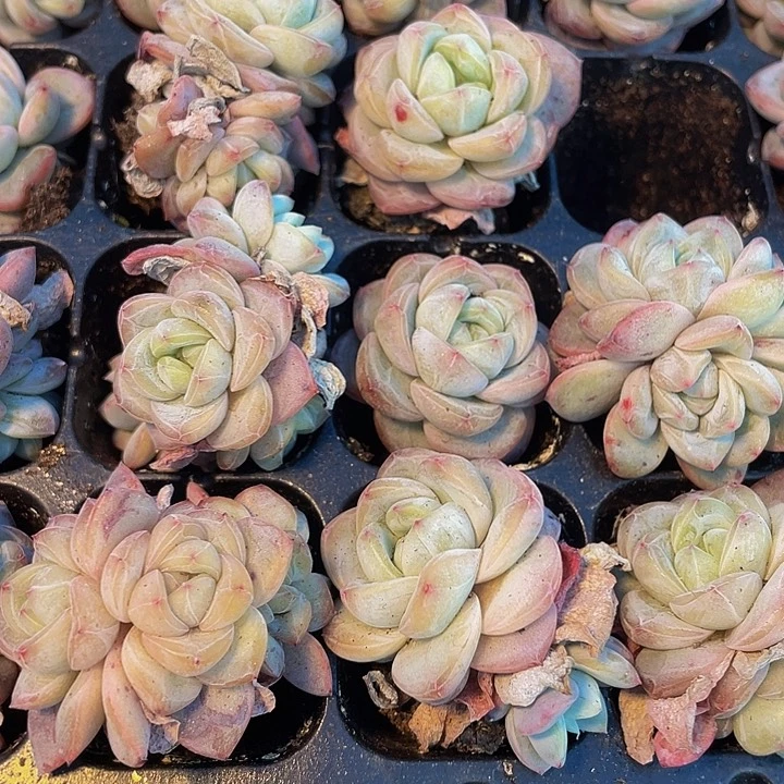 小星星珍妮1元带土发