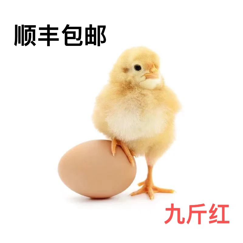 九斤红整鸡鲜美50