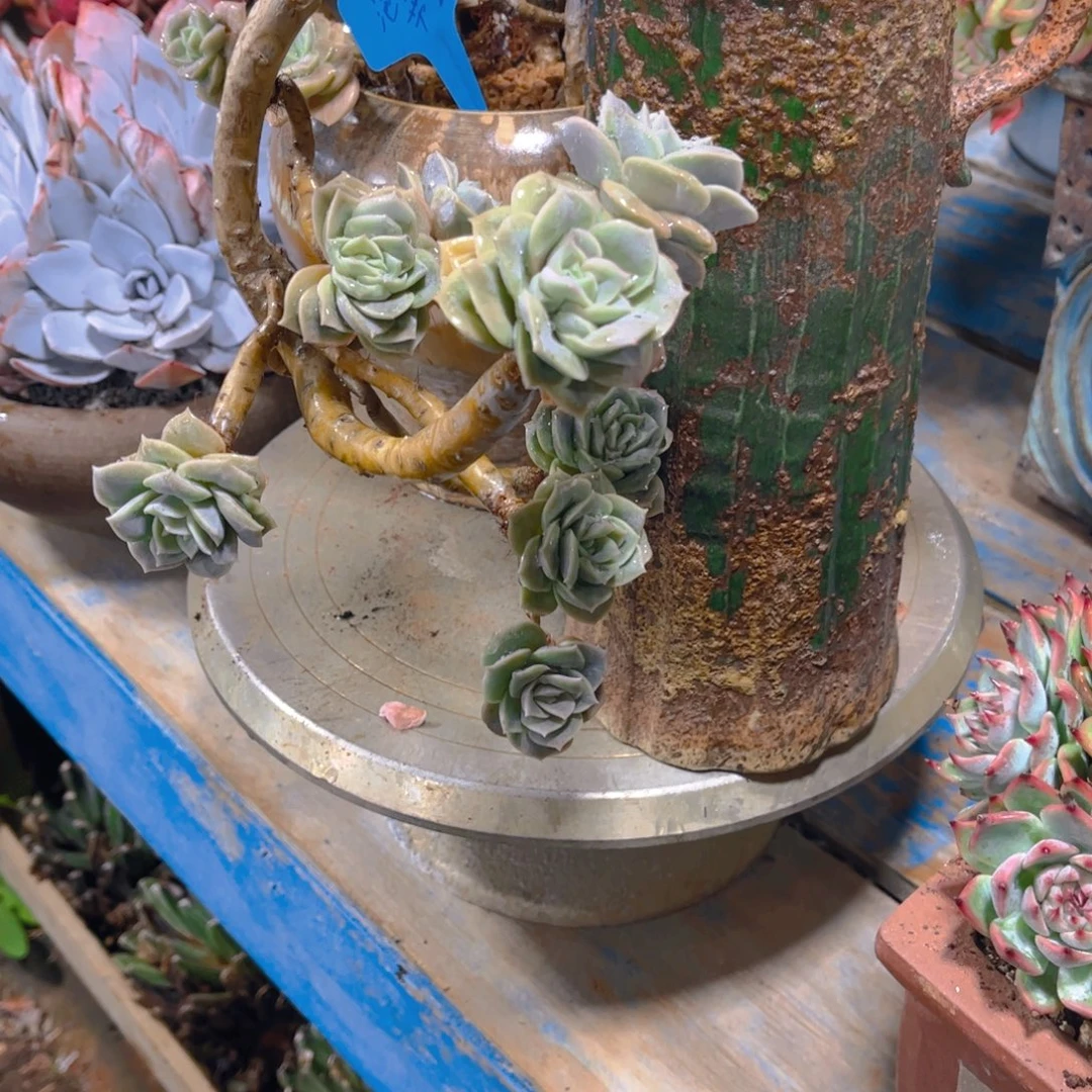 泡***泡多肉植物保护研究所所长