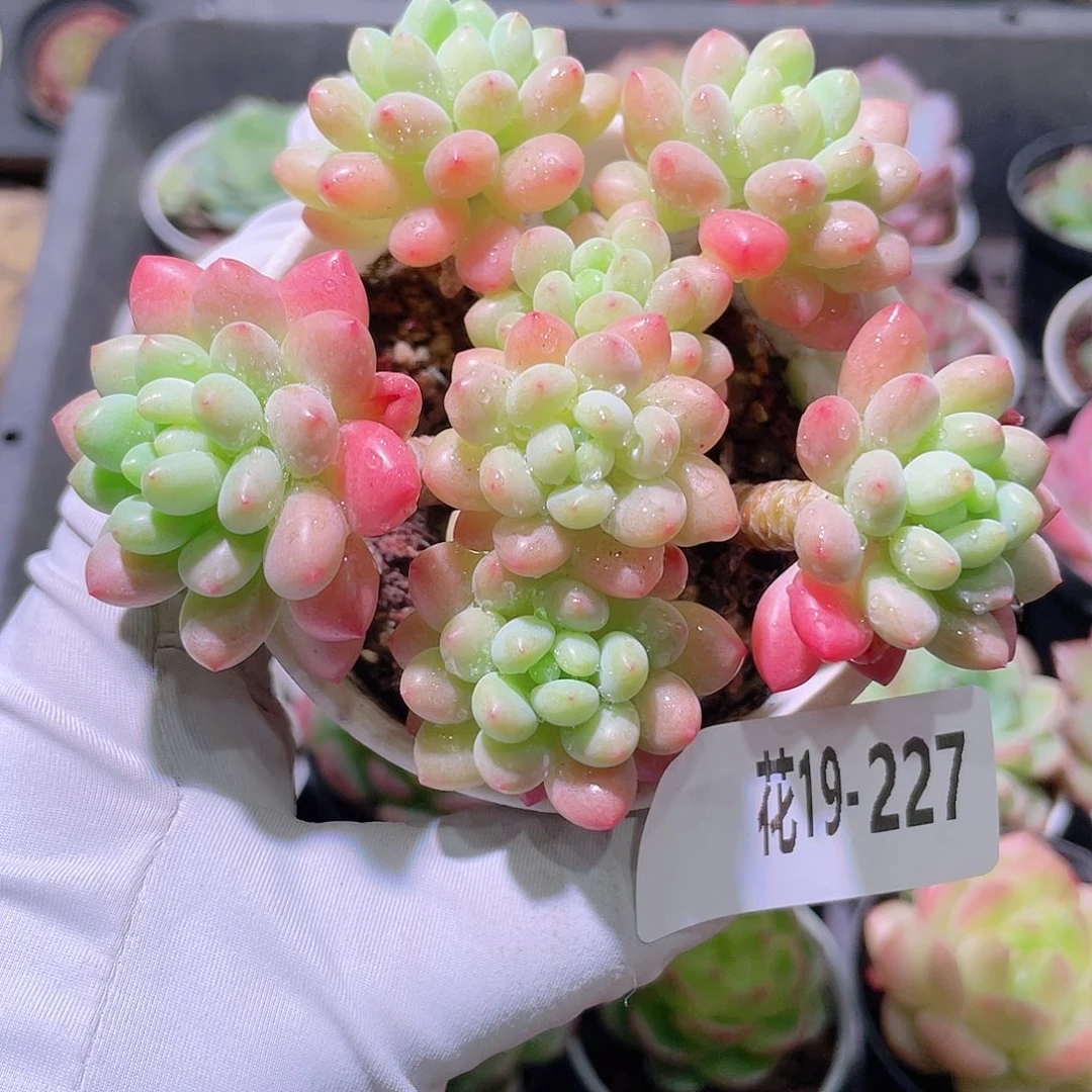 花利美19-227洛可可