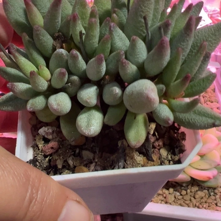 大红嘴多肉植物1951