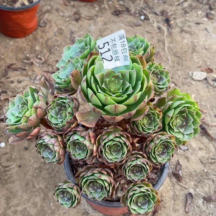 512万拉丝手捧1号棚
