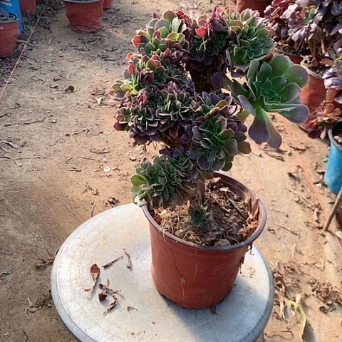 绍修玫瑰多肉植物法师13号