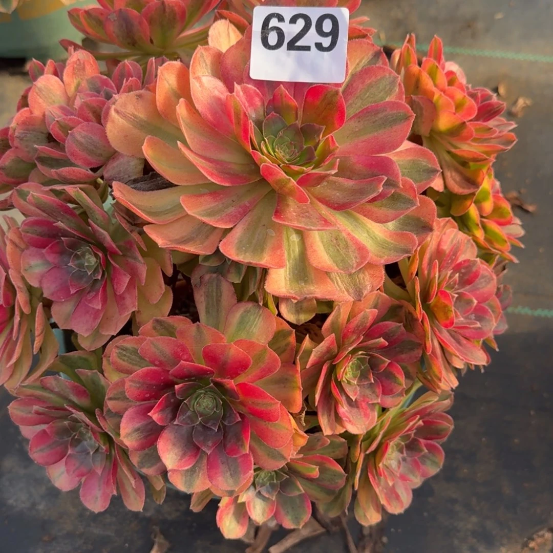 雨河多肉植物老庄629