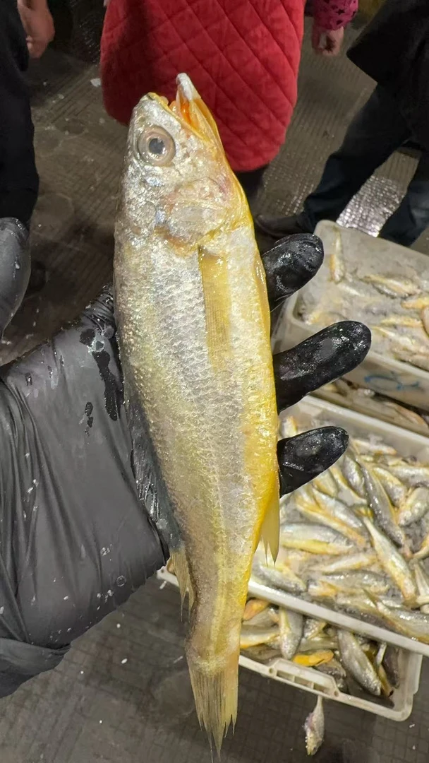 【4斤小黄鱼】台州本港野生娇娇鱼粗鳞小黄鱼顺丰包邮净重四斤