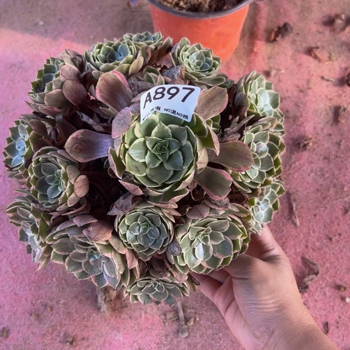 粉花妖多肉植物897.