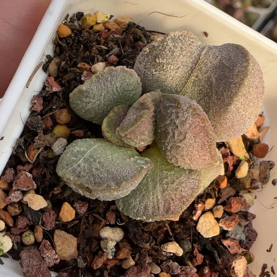 冰鳞水泡多肉植物