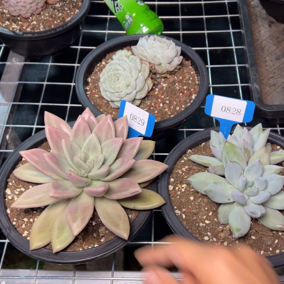 为**歌0829 0828不包整肉多哦