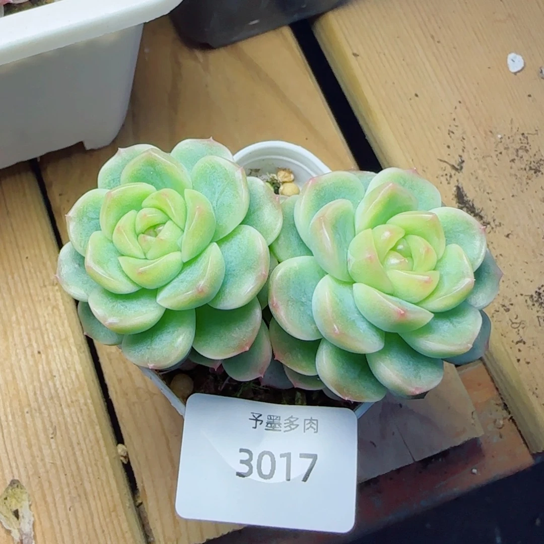 X7 ，3017多肉植物