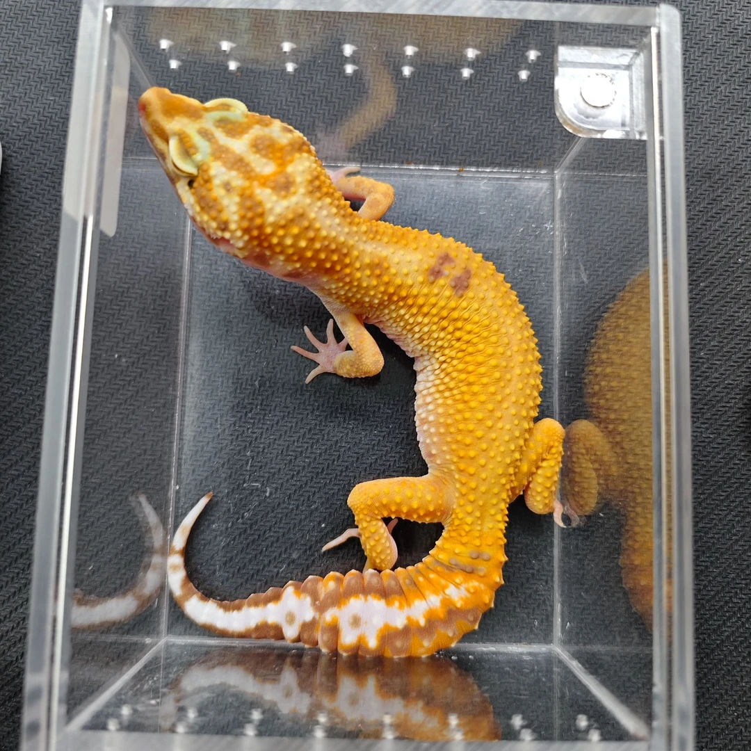 蜡笔暴龙守宫  妹妹