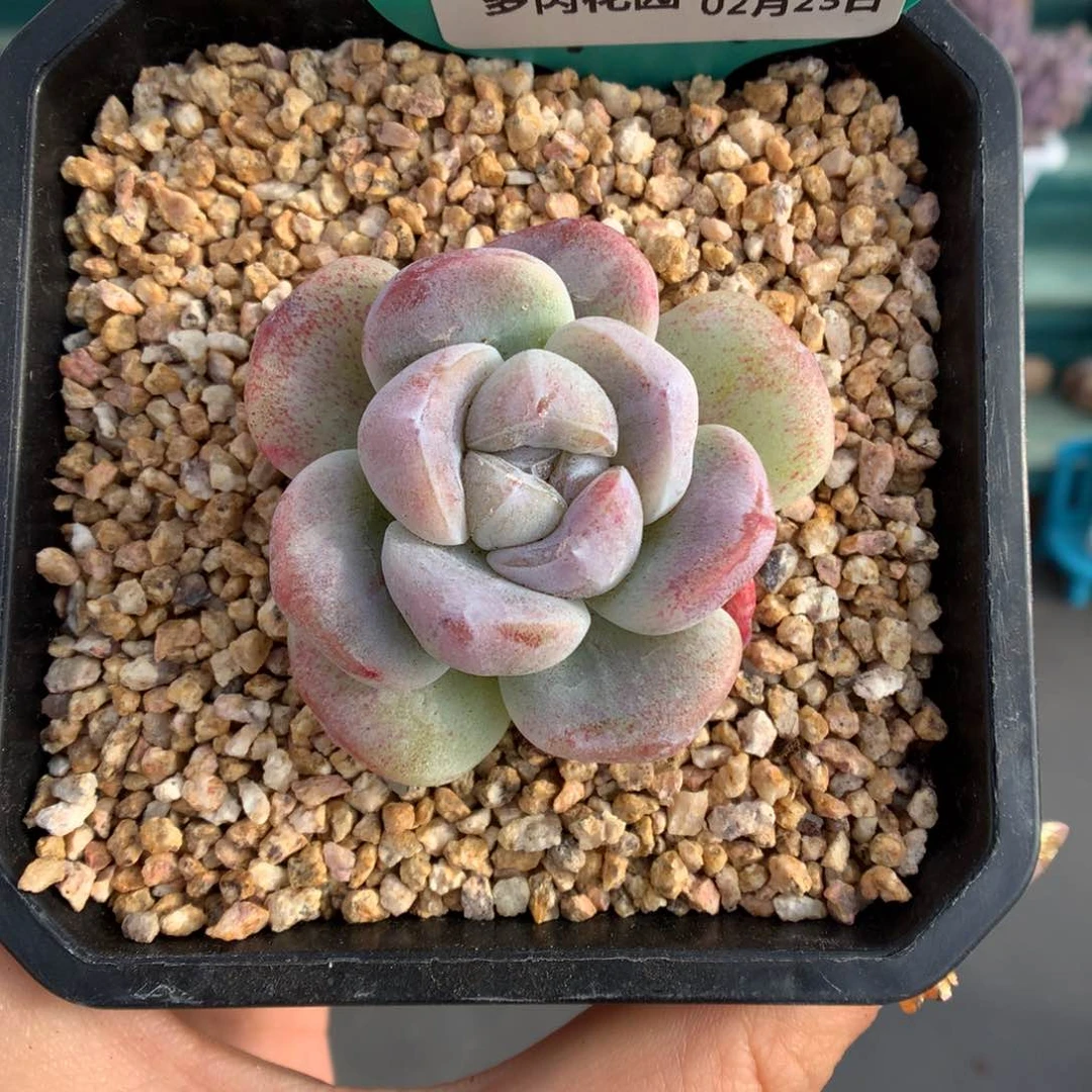 04冰玉石化紫珍妮心