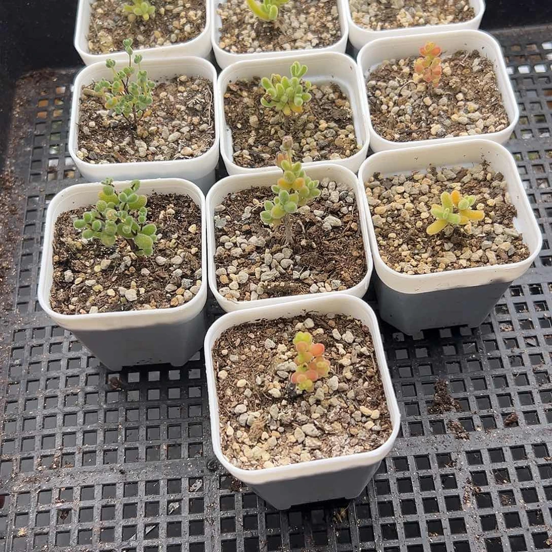 6.17一筐多肉植物813