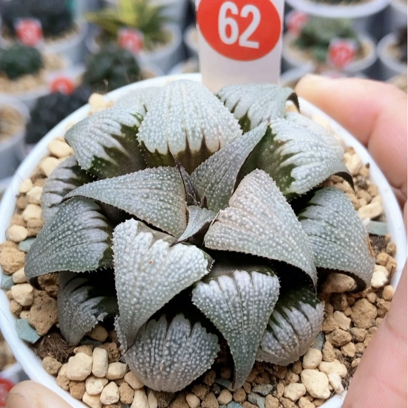 【闪购商品】62吕之星