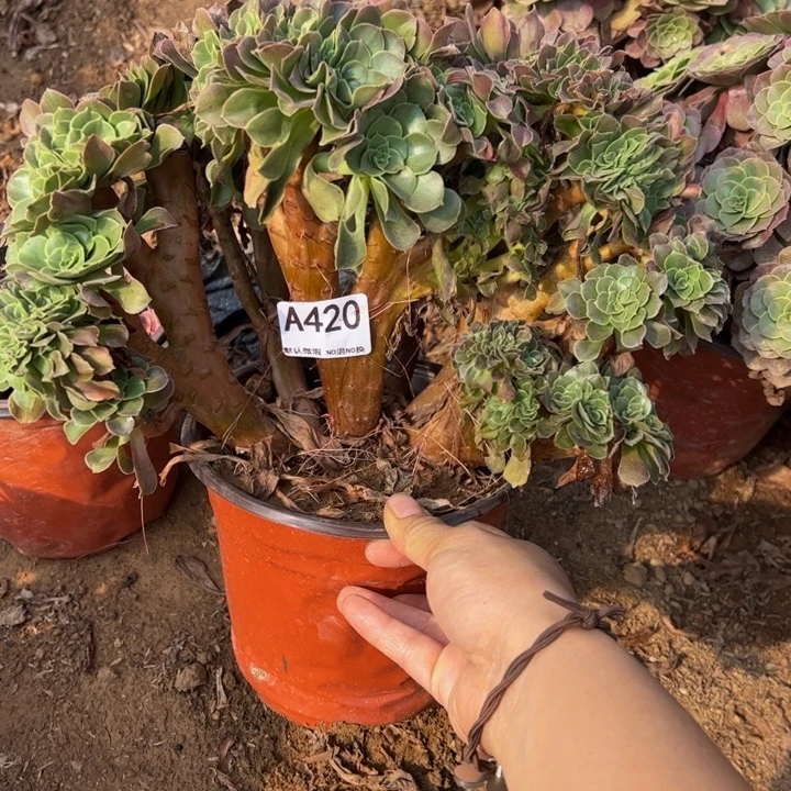 玫瑰缀多肉植物420.