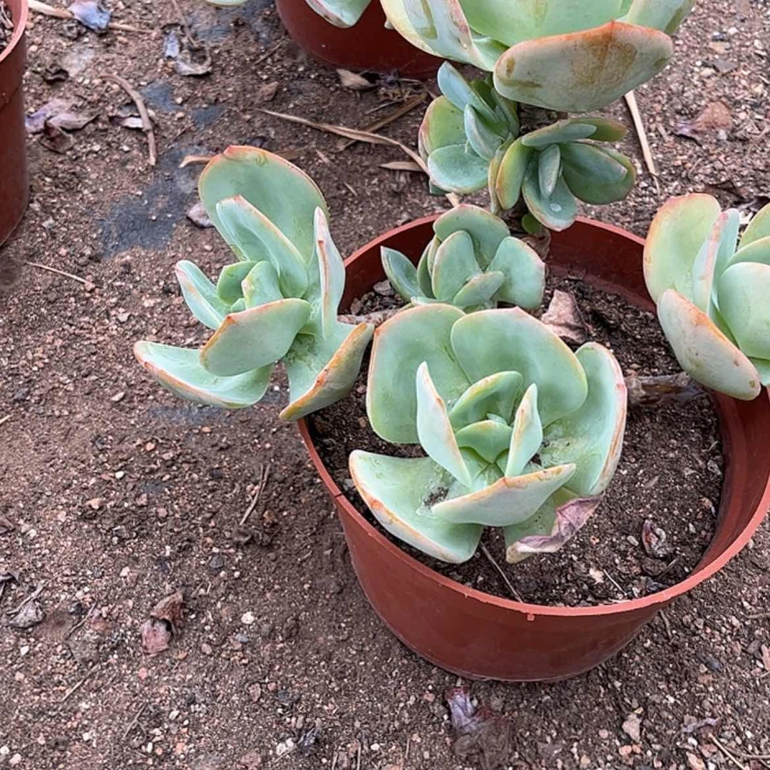 【闪购商品】无花朵武**1