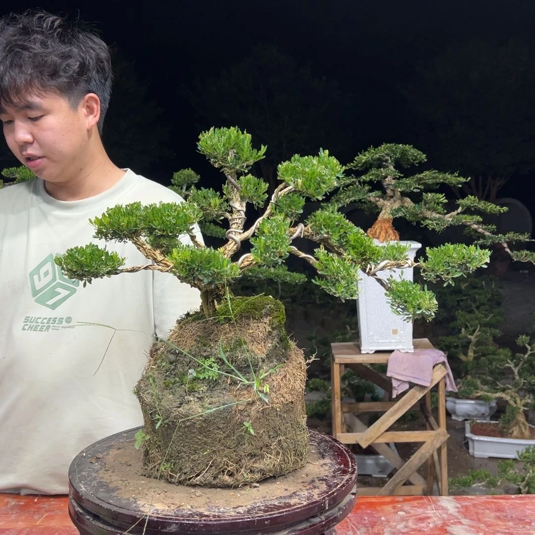 无花朵广东皱皮雀舌黄杨