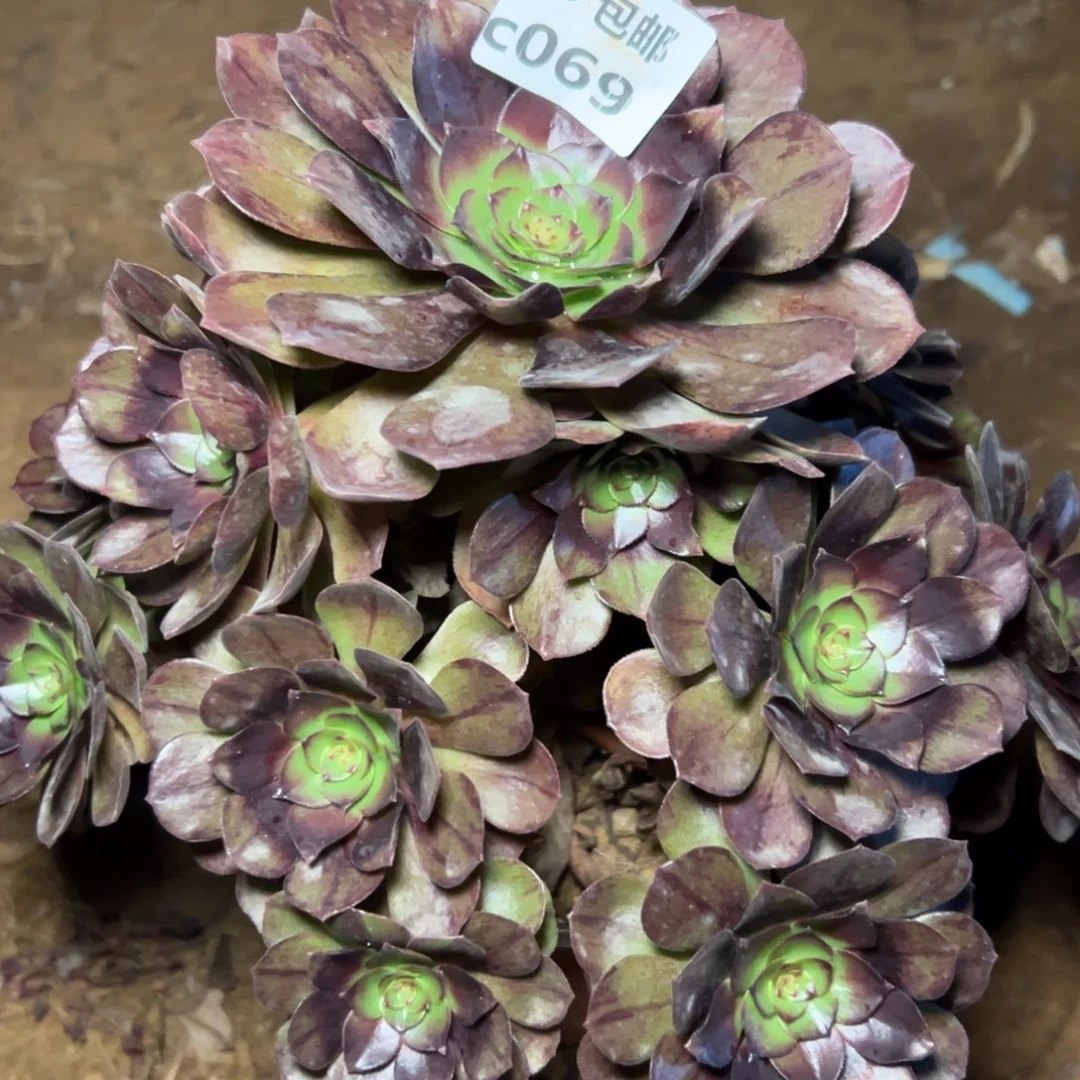 069黑魔，多肉法师